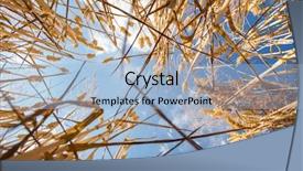  Presentation with summer wheat field blue - Amazing presentation having wheat field against lovely summer backdrop and a light blue colored foreground