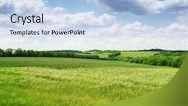  Presentation with summer wheat field blue - Audience pleasing PPT theme consisting of wheat field and blue sky backdrop and a light blue colored foreground