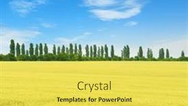  Presentation with blue sky - Presentation theme featuring wheat-field-and-blue-sky background and a yellow colored foreground