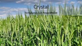  Presentation with summer wheat field blue - Audience pleasing presentation theme consisting of wheat field and blue sky backdrop and a light blue colored foreground