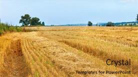  Presentation with wheat - Amazing slides having wheat-field-and-blue-sky backdrop and a gold colored foreground