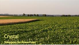  Presentation with agriculture sugar beet - Colorful PPT theme enhanced with wheat field and sugar beet backdrop and a  colored foreground