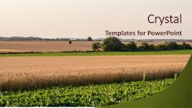  Presentation with sugar - Slide set featuring wheat field and sugar beet background and a lemonade colored foreground