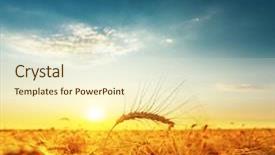  Presentation with wheat - Colorful presentation design enhanced with wheat field and sunset soft backdrop and a  colored foreground