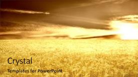  Presentation with wheat - Colorful presentation theme enhanced with wheat field at the sunset backdrop and a yellow colored foreground