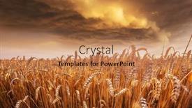  Presentation with wheat - Cool new presentation with wheat-field-close-up-shot backdrop and a coral colored foreground