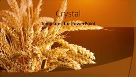  Presentation with rich - PPT layouts with wheat-field-ears-of-golden background and a gold colored foreground