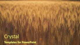  Presentation with ears - Presentation design featuring wheat-field-ears-of-golden background and a tawny brown colored foreground
