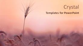  Presentation with ears - PPT theme enhanced with wheat-field-ears-of-wheat background and a lemonade colored foreground