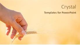  Presentation with crop - Presentation design with wheat-field-fresh-crop background and a white colored foreground