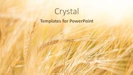  Presentation with wheat - Amazing slide set having wheat-field-fresh-crop backdrop and a cream colored foreground