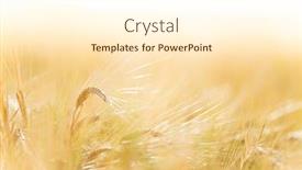  Presentation with wheat - PPT theme having wheat-field-fresh-crop background and a cream colored foreground