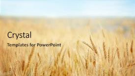  Presentation with wheat - Cool new presentation theme with wheat field in summer day backdrop and a blonde colored foreground