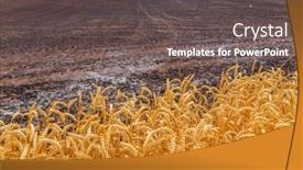  Presentation with wheat - Theme featuring wheat-field-in-the-pyrenees background and a  colored foreground