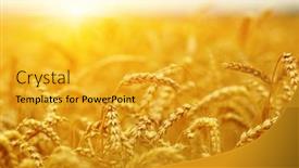  Presentation with harvest - Theme having wheat-field-on-sun-harvest background and a gold colored foreground