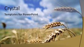  Presentation with summer wheat field blue - Amazing PPT theme having wheat field on the bright backdrop and a light blue colored foreground
