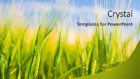  Presentation with agriculture field - Colorful slide set enhanced with wheat field sunny agriculture landscape backdrop and a light blue colored foreground