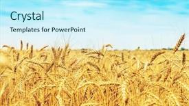  Presentation with harvest - Cool new presentation design with wheat field under blue sky with clouds golden harvest soft focus backdrop and a cool aqua colored foreground