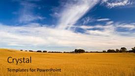  Presentation with blue yellow - PPT theme consisting of wheat field with a great background and a gold colored foreground