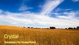  Presentation with blue yellow - Presentation theme enhanced with wheat field with a great background and a tawny brown colored foreground