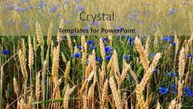  Presentation with blue flower bulb field - Audience pleasing PPT theme consisting of wheat field with blue flowers backdrop and a yellow colored foreground