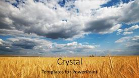  Presentation with sky blue and golden yellow - Slides having wheat field with cloudy sky background and a gold colored foreground