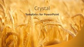  Presentation with grains - Slide set enhanced with wheat-field-with-ripe-grains background and a yellow colored foreground
