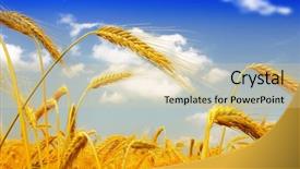  Presentation with corn field - Audience pleasing slide deck consisting of wheat field backdrop and a lemonade colored foreground