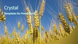  Presentation with wheat - Slides enhanced with wheat field background and a ocean colored foreground