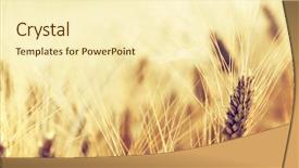  Presentation with wheat - Presentation having wheat field background and a cream colored foreground