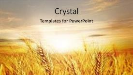  Presentation with wheat - Presentation featuring wheat field background and a coral colored foreground