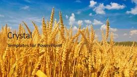  Presentation with wheat - Slide deck featuring wheat field background and a gold colored foreground