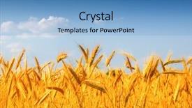 Presentation with wheat - Beautiful presentation theme featuring wheat field backdrop and a light blue colored foreground