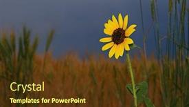  Presentation with colorado - Audience pleasing slide deck consisting of wheat fields on the front range of colorado usa backdrop and a tawny brown colored foreground