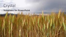  Presentation with colorado - Slide deck enhanced with wheat fields on the front range of colorado usa background and a lemonade colored foreground