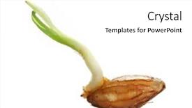  Presentation with monarch butterfly isolated on white - PPT theme enhanced with wheat germ isolated on white background and a white colored foreground