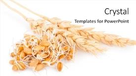  Presentation with ears - PPT theme consisting of wheat germ with ears background and a white colored foreground