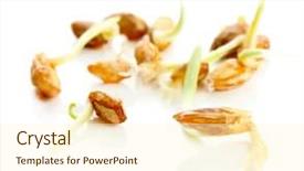  Presentation with germs - Cool new slides with wheat germs isolated on white backdrop and a cream colored foreground