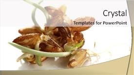  Presentation with germs - Beautiful PPT theme featuring wheat germs isolated on white backdrop and a white colored foreground