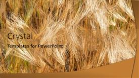 Presentation with wheat - Presentation consisting of wheat-golden-field-of-cereals background and a gold colored foreground