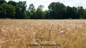  Presentation with ready - PPT theme enhanced with wheat-golden-field-of-cereals background and a coral colored foreground