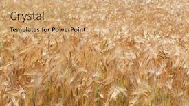  Presentation with wheat - PPT theme featuring wheat-golden-field-of-cereals background and a coral colored foreground