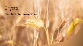  Presentation with ready - Slide set featuring wheat-golden-field-of-cereals background and a coral colored foreground