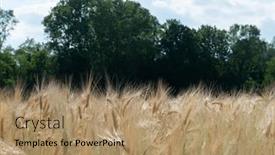  Presentation with crops - Slide deck featuring wheat-golden-field-of-cereals background and a coral colored foreground