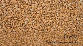  Presentation with wheat - Slides consisting of wheat grain as whole background background and a  colored foreground