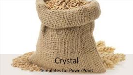  Presentation with white torn paper on gray - PPT layouts having wheat grain isolated on white background and a coral colored foreground