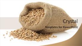  Presentation with art white gray grey - Slide deck enhanced with wheat grain isolated on white background and a coral colored foreground