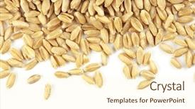  Presentation with seed - Beautiful PPT theme featuring wheat grain pieces isolated backdrop and a cream colored foreground