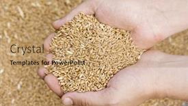  Presentation with wheat in hand - Presentation theme featuring wheat-grain-seeds-in-hands background and a coral colored foreground