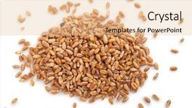  Presentation with seed - PPT layouts featuring wheat grain background and a lemonade colored foreground